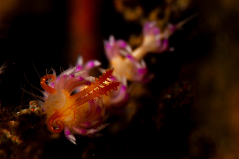 Orange and pink aeolid nudibranchs clustered on dark reef, translucent cerata glowing under the strobe.