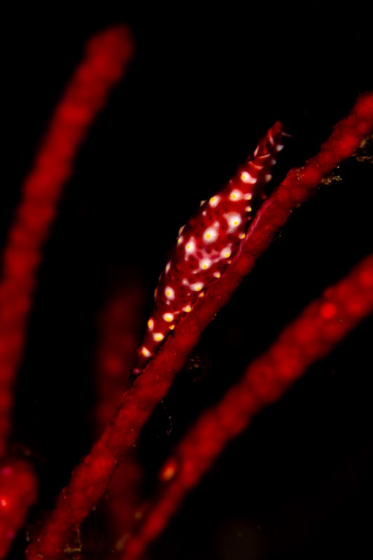 Allied cowrie clings to a red gorgonian branch, its mantle patterned in crimson with golden papillae.