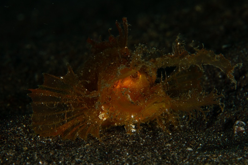 Ambon scorpionfish settles into Lembeh sand, lace-like skin flaps breaking up its outline.