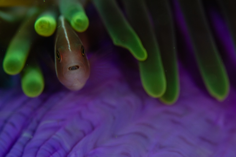 Anemonefish peers from a purple anemone, a cymothoid isopod parasite lodged in its mouth, framed by green-tipped tentacles.