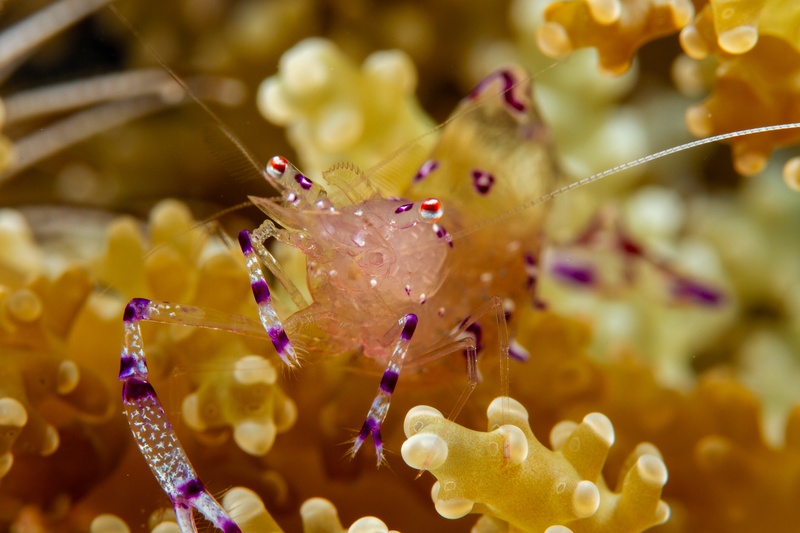 Macro close-up of an anemone shrimp, purple-banded legs braced among bubble-tip tentacles.