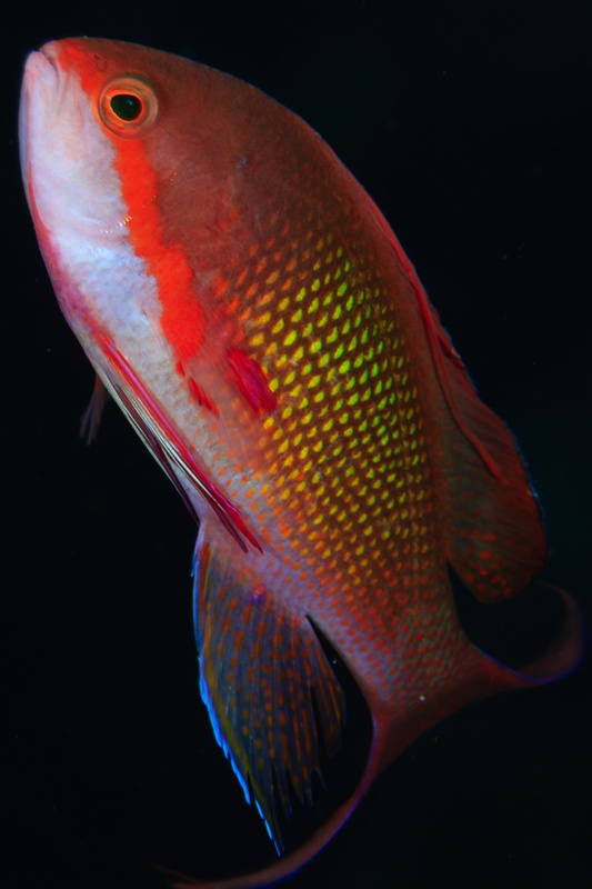 Red-and-yellow anthias in macro portrait, iridescent scales and bright eye glowing from the dark.