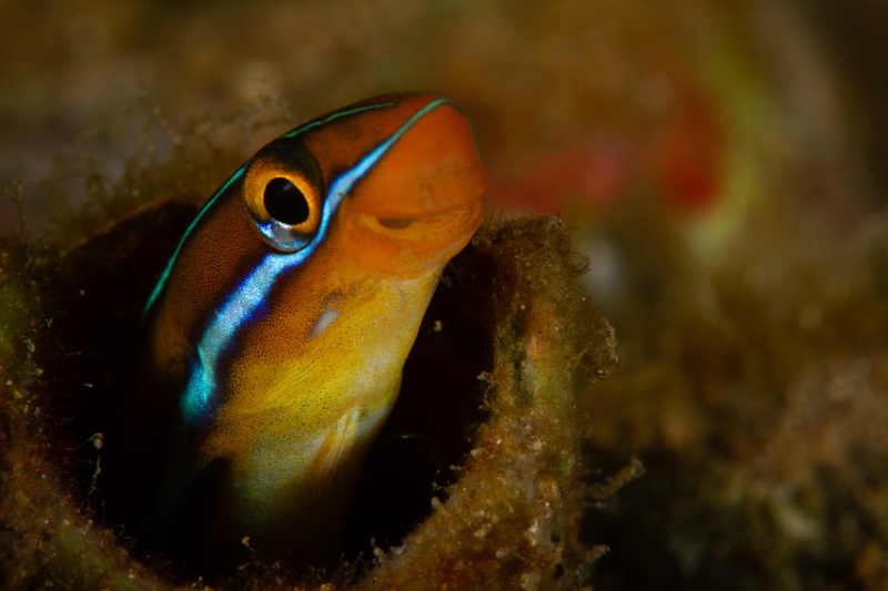 Bicolor blenny peeking from its burrow, blue-ringed eyes and orange-blue face bright against the dark hole.