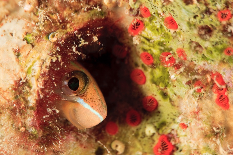 Blenny peers from a reef hole, framed by green algae and tiny red cup corals.
