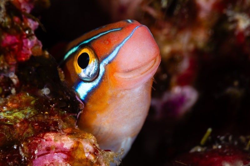 Blenny portrait from a coral crevice, with an orange face, blue stripe, and a yellow-ringed eye fixed on the lens.