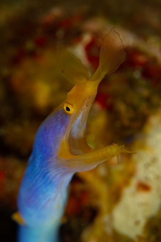 Blue ribbon eel holds upright from the reef, yellow snout forward and nostrils flared.
