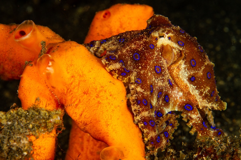 Blue-ringed octopus resting on an orange sponge, neon rings glowing across its mantle.