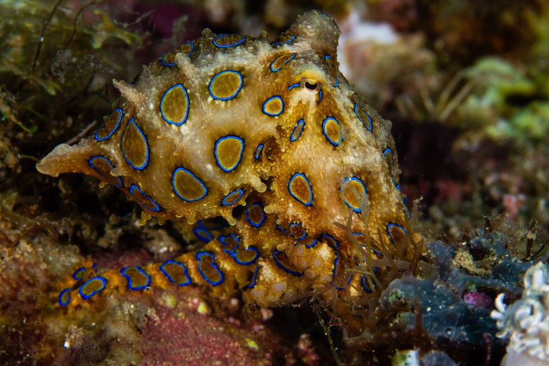 Blue-ringed octopus rests on the reef, warning rings flashing cobalt against tan skin.