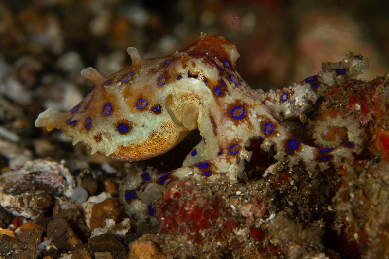 Blue-ringed octopus poised on coral rubble, electric rings flaring across its body in Lembeh Strait.