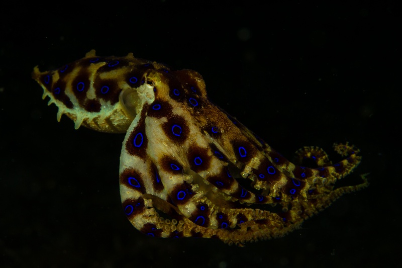 Blue-ringed octopus swimming through black water, electric rings glowing across its brown mantle.