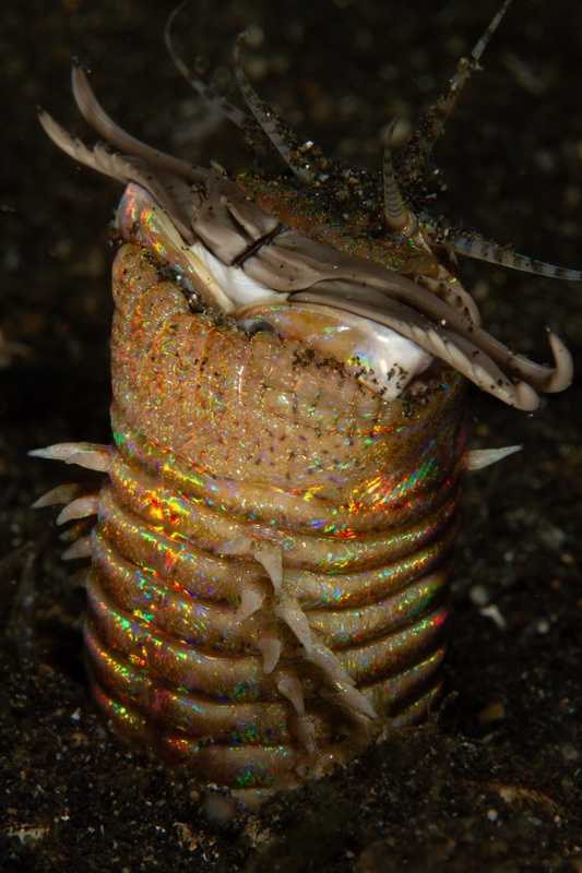 Bobbit worm rises from black sand, iridescent segments, antennae, and pincers poised to strike.
