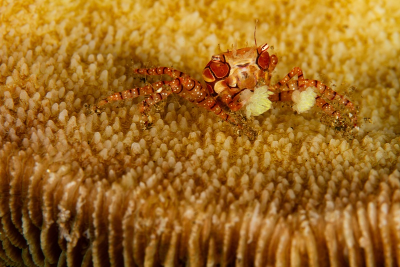 Boxer crab lifts its tiny anemones like pom-poms while picking across textured coral.