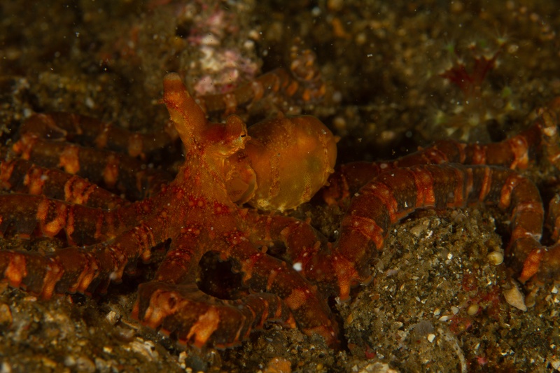 Orange-red brittle star spreads its banded arms across Lembeh sand in close-up.