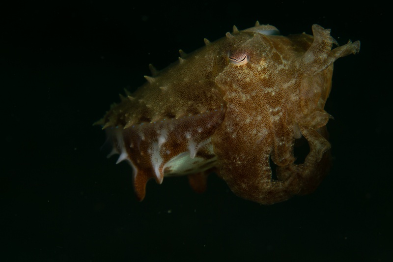 Broadclub cuttlefish cruises through dark water, textured skin raised and feeding tentacles extended.