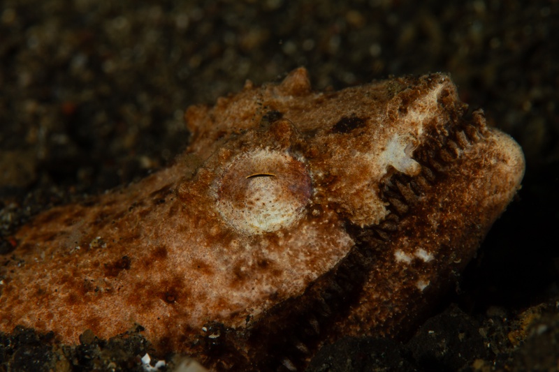Scorpionfish lying motionless on volcanic sand, slit pupil and fringed outline giving away the ambush hunter.