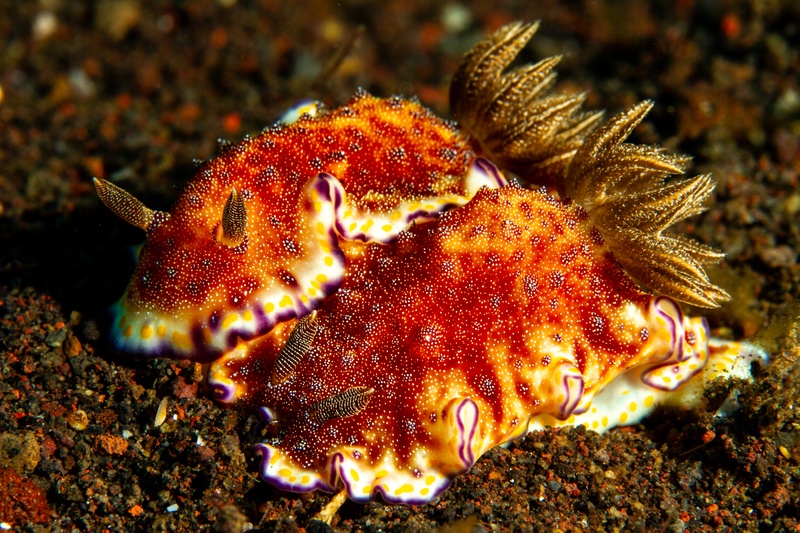 Ceratosoma nudibranch crossing black sand, orange-red body topped with feathery gills.