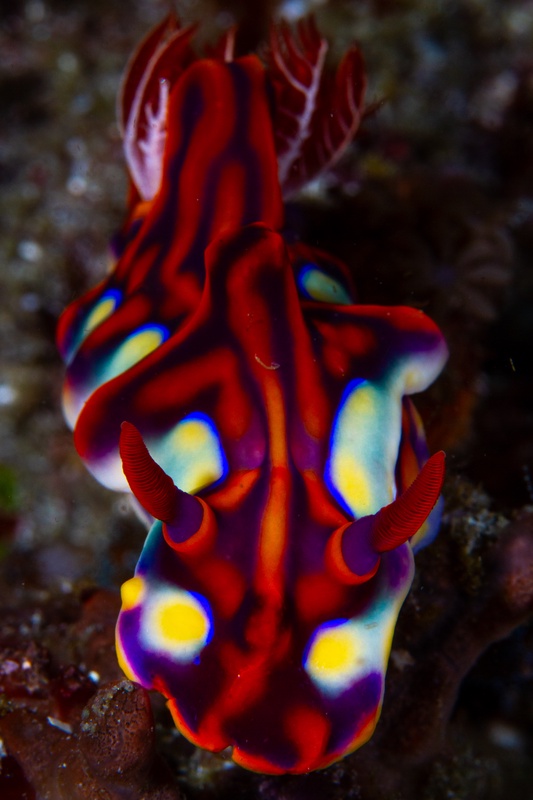 Ceratosoma nudibranch in macro portrait, red swirls, blue patches and yellow spots on black.