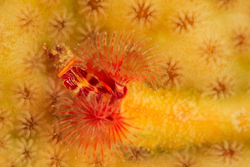 Red and orange Christmas tree worm spirals from yellow coral, radioles fully extended.