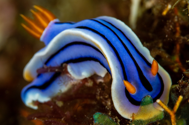Chromodoris lochi nudibranch crawls across the reef, blue mantle striped dark with orange rhinophores.