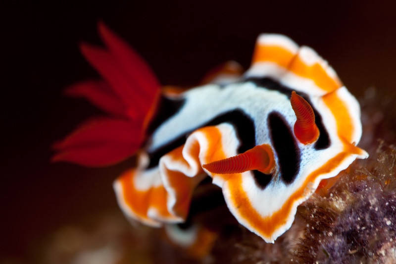 Chromodoris magnifica with bold orange, white and black striped mantle, bright red branching gills fanned out behind.
