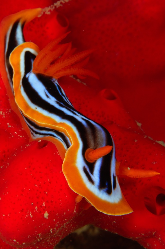 Chromodoris nudibranch crossing a red sponge, black-and-white body framed by a bright orange edge.