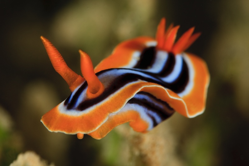 Chromodoris nudibranch crawls the reef, orange-and-black mantle edged in white, gills flared.