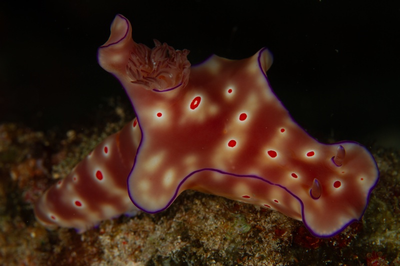 Pink-and-white Chromodoris nudibranch crawls over the reef, purple mantle edge sharply defined.