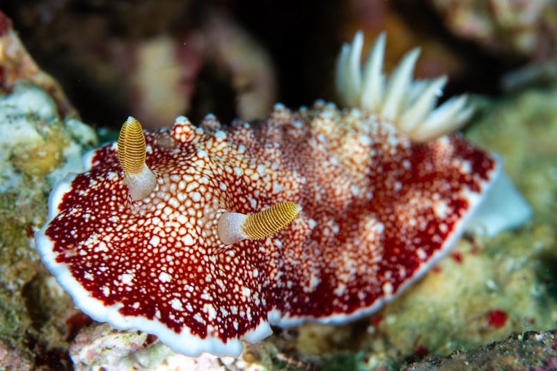 Red-and-white Chromodoris nudibranch creeps along the reef, yellow gills and rhinophores sharply defined.