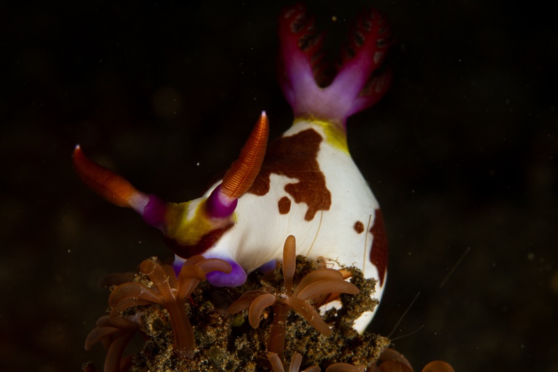 Chromodoris nudibranch perches on coral polyps, purple gills raised and orange rhinophores bright.
