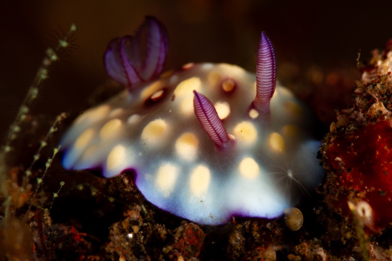 Chromodoris nudibranch crawls over the reef in Bali, white mantle dotted purple with pink rhinophores.