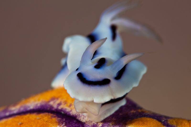 Chromodoris willani nudibranch head-on, white body with blue-black markings, rhinophores raised on an orange sponge.