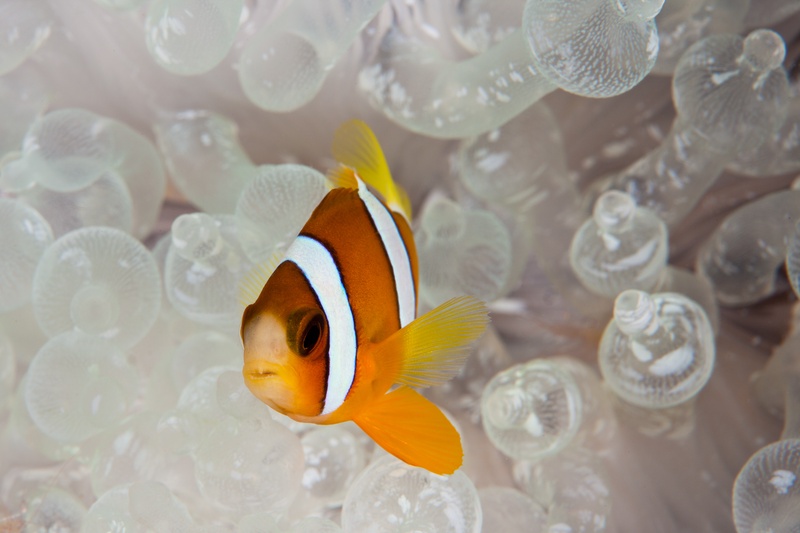 Clark's anemonefish with orange body, white stripes and yellow fins hovering among translucent bubble-tip tentacles.
