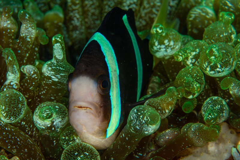 Clark's anemonefish peers from its host anemone, black body marked with turquoise and white bands.