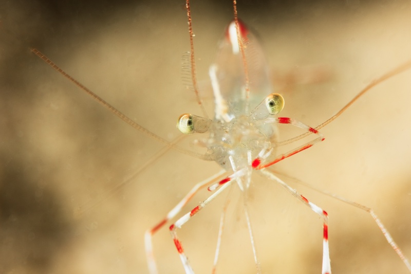 Cleaner shrimp in frontal close-up, transparent body suspended on red-white legs and long antennae.