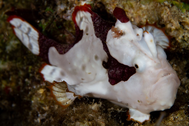 White-and-maroon clown frogfish perched on the reef, rough skin and tiny lure visible up front.