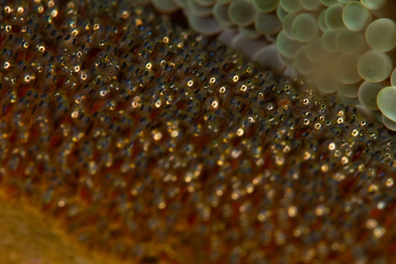 Extreme macro of clownfish eggs, with silver-eyed embryos developing beside unfertilized orange eggs.