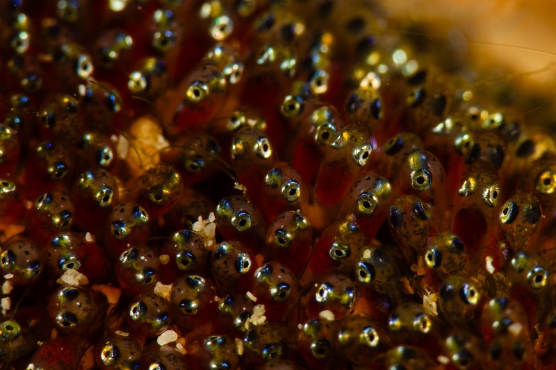 Macro view of clownfish eggs, tiny embryos and silver eyes visible inside clear capsules.