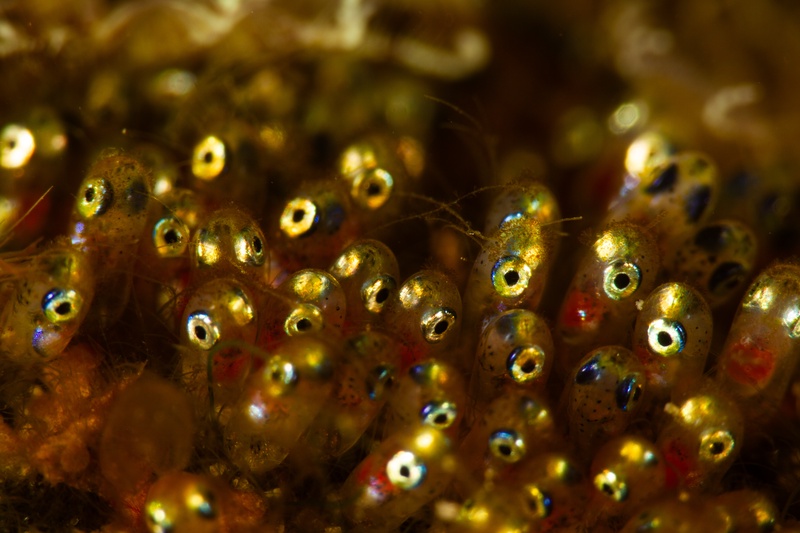 Clownfish eggs near hatching, golden embryos packed tight with dark eyes staring through the capsules.