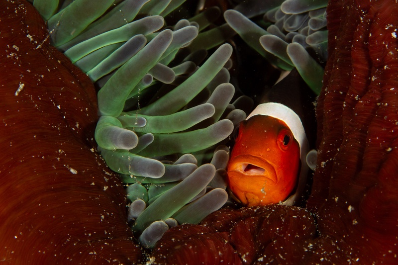 Clownfish peeks from its anemone, one white head bar bright against green and red tentacles.