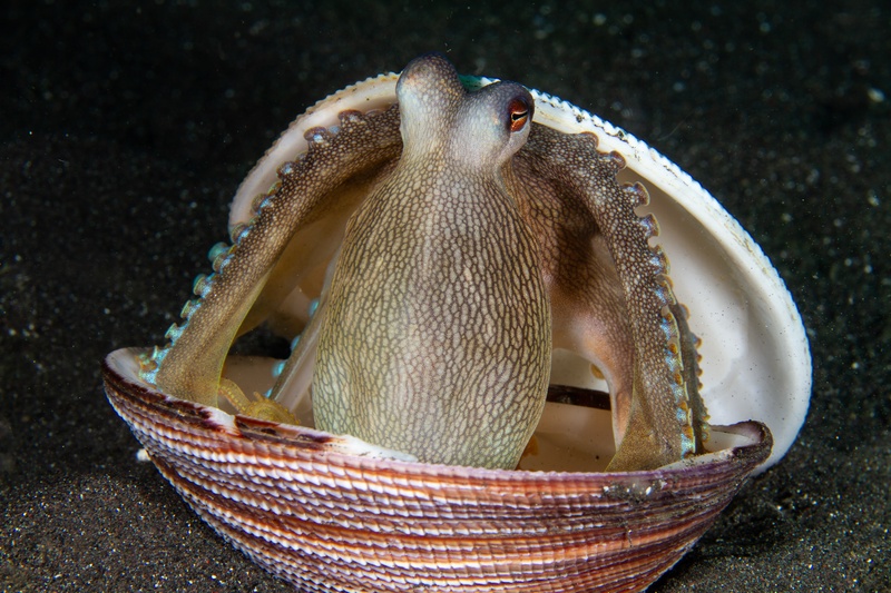 Coconut octopus sits upright in a clam shell, patterned skin taut as its arms grip the rim.