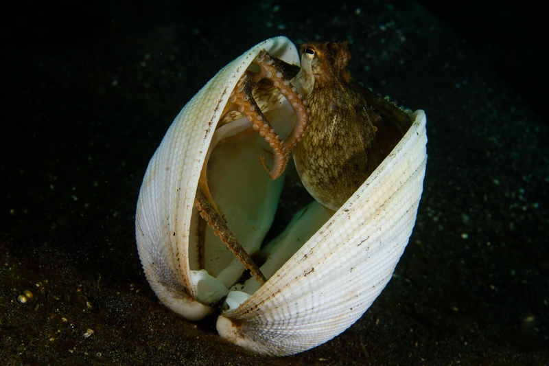 Coconut octopus slips between white bivalve shells on black sand, arms unfurling from its shelter.