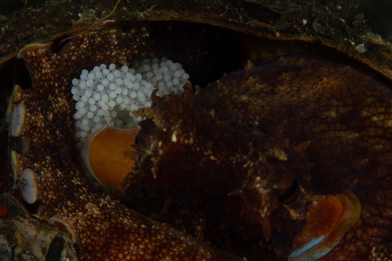 Coconut octopus tucked inside a shell in Lembeh Strait, brooding white eggs beneath its arms.