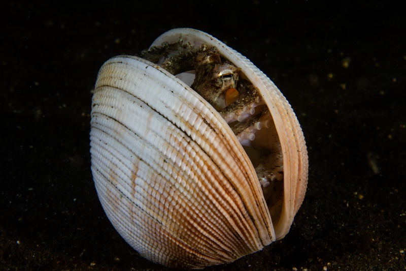 Coconut octopus tucked inside a clam shell on dark sand, eyes and suckers just visible.