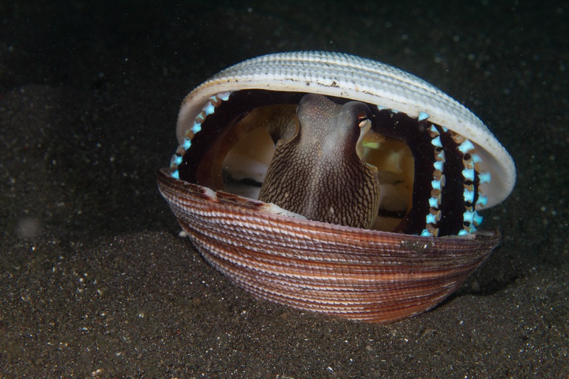 Coconut octopus wedged inside a half-closed shell, one eye peering out over Lembeh black sand.