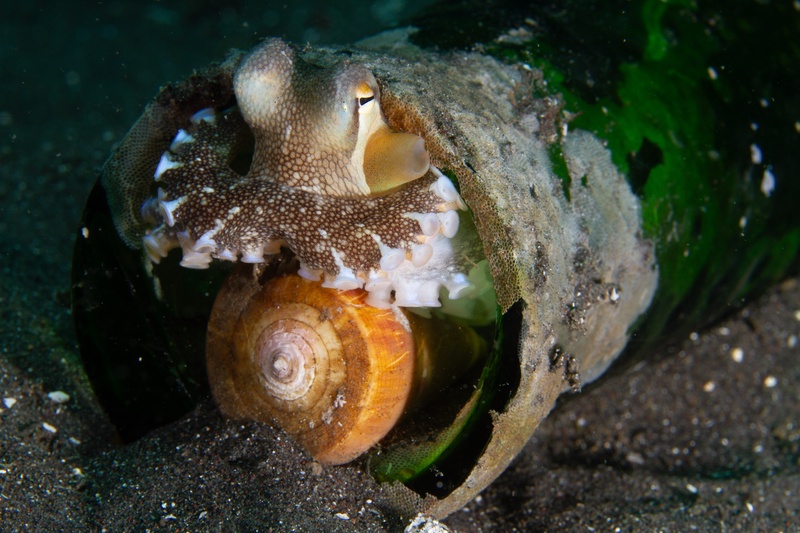 Coconut octopus sheltering in a bottle, pulling a snail shell across the entrance like a door.