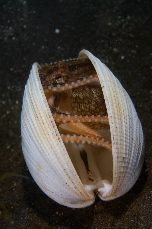 Coconut octopus peeks from an upright shell, suckers pressed inside as it watches from Lembeh sand.