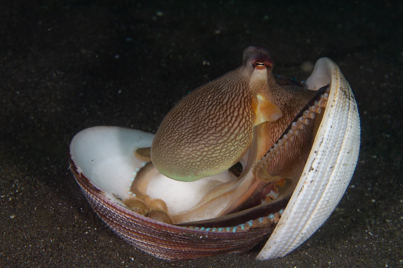 Coconut octopus perched in an open clam shell, rough skin raised as it watches from the sand.