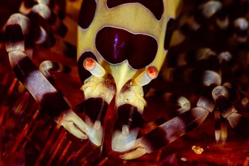 Coleman shrimp in macro close-up, red eyes and patterned carapace tucked among fire urchin spines.