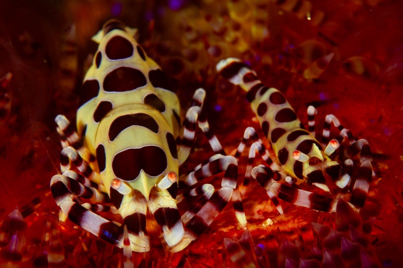 Coleman shrimp pair shelter among fire urchin spines, yellow bodies dotted dark brown.