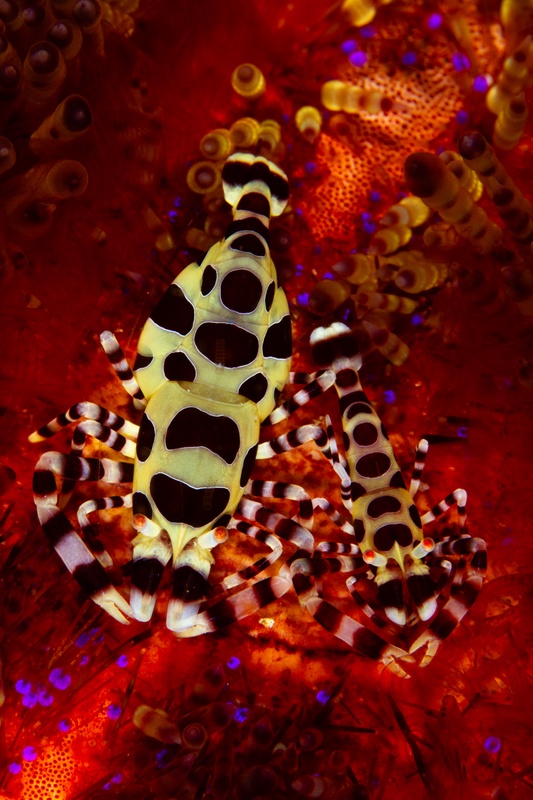 Top-down macro of a Coleman shrimp pair clinging to a red fire urchin, yellow spots blazing.
